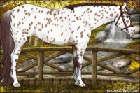 Horse Color:Chocolate Bay Near Leopard