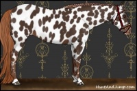 Horse Color:Liver Chestnut Near Leopard 