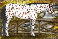 Horse Color:Bay Appaloosa