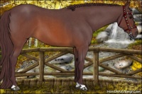 Horse Color:Chocolate Brown Roan