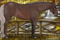 Horse Color:Silver Brown Roan 