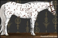 Horse Color:Silver Brown Appaloosa 