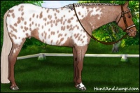 Horse Color:Chocolate Silver Bay Roan Sabino Near Leopard 
