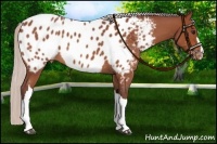 Horse Color:Chocolate Silver Brown Roan Appaloosa