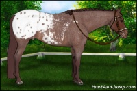 Horse Color:Chocolate Brown Roan Appaloosa 