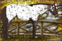 Horse Color:Liver Chestnut Near Leopard 