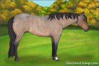 Horse Color:Buckskin Roan 