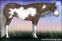 Horse Color:Liver Chestnut Splash Frame Rabicano 