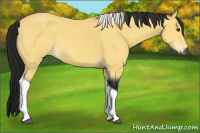 Horse Color:Gray Buckskin Tobiano 