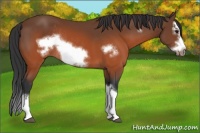 Horse Color:Brown Splash Frame Rabicano 