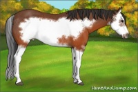 Horse Color:Brown Splash Frame Rabicano 