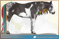 Horse Color:Platinum Painted Nacre White Spotted Midnight Chocolate Brown Splash Tobiano Frame Rabicano