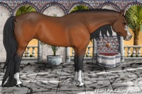 Horse Color:Brown Splash Frame Rabicano 