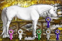 Horse Color:Brown Roan Splash Appaloosa Rabicano 