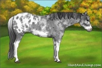 Horse Color:White Spotted Blue Roan Splash Frame Appaloosa