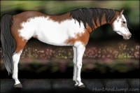 Horse Color:Brown Splash Frame Rabicano