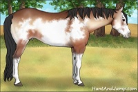 Horse Color:Brown Onyx Splash Frame Rabicano