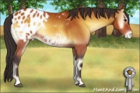 Horse Color:Bay Onyx Appaloosa