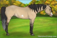 Horse Color:Brown Dun Frame Rabicano