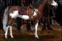 Horse Color:Brown Splash Frame Rabicano 