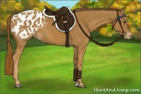 Horse Color:Chestnut Appaloosa 