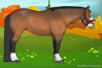 Horse Color:Brown Splash Frame Rabicano 