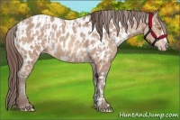 Horse Color:Amber Champagne Appaloosa  and Amber Champagne Appaloosa 