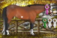 Horse Color:Brown Splash Frame Rabicano