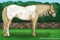 Horse Color:Chestnut Mushroom Appaloosa