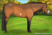 Horse Color:Buckskin Splash Frame Rabicano
