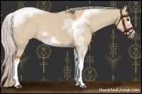 Horse Color:Silver Bay Dun Sabino Tobiano Frame Rabicano 