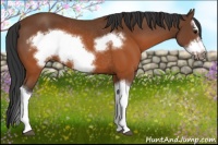 Horse Color:Brown Splash Frame Rabicano 