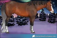 Horse Color:Brown Splash Rabicano