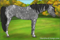 Horse Color:Blue Ice Roan and Gray Blue Ice Roan
