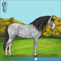 Horse Color:Blue Ice Roan and Blue Ice Roan Splash
