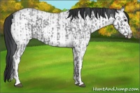 Horse Color:Blue Ice Roan  and White Spotted Black Ice 