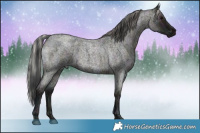 Horse Color:Midnight Blue Ice Roan and Midnight Silver Blue Ice Roan