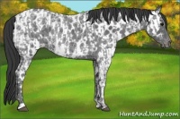 Horse Color:Blue Ice Roan  and Blue Ice Roan Near Leopard 