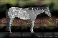 Horse Color:Blue Ice Roan  and Blue Ice Roan Rabicano