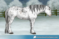 Horse Color:White Spotted Silver Black Ice Sabino and White Spotted Black Ice Sabino Rabicano