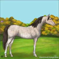 Horse Color:Classic Champagne Ice Roan and Amber Champagne Ice Roan
