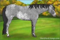 Horse Color:Blue Ice Roan and Blue Ice Roan Frame