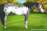 Horse Color:Blue Ice Roan Frame and Blue Ice Roan Frame