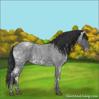 Horse Color:Blue Ice Roan and Blue Ice Roan Frame
