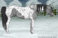 Horse Color:Blue Ice Roan and Black Ice Tobiano