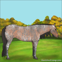 Horse Color:Blue Ice Roan  and Bay Ice Roan 