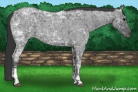 Horse Color:Blue Ice Roan  and Blue Ice Roan 