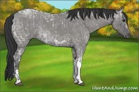 Horse Color:Blue Ice Roan  and Grullo Ice Roan 