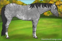 Horse Color:Blue Ice Roan  and Blue Ice Roan 