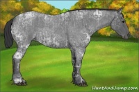 Horse Color:Blue Ice Roan  and Blue Ice Roan 